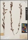 Foto von Salix aurita L.